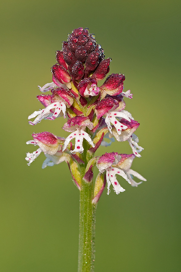 Neotinea ustulata